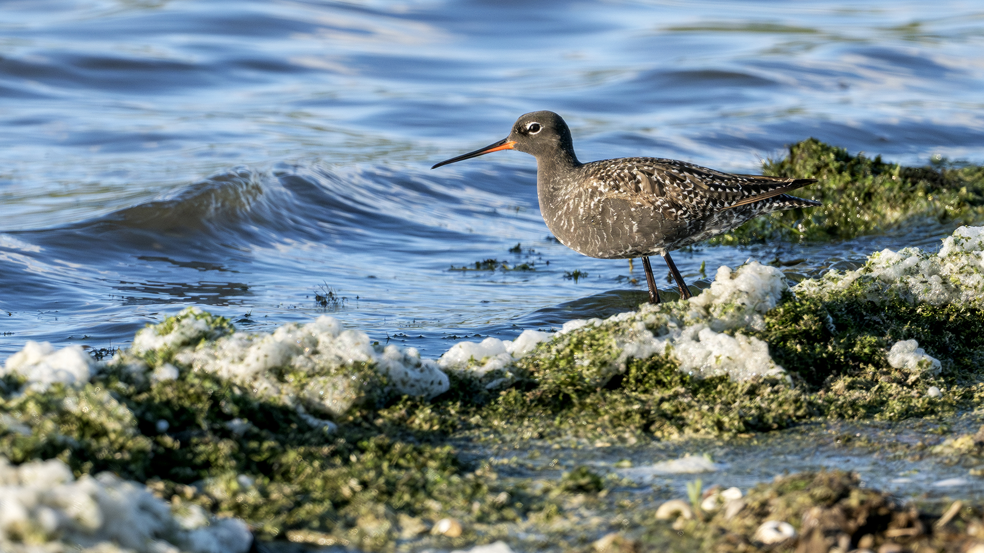 Spotted Redshank — Ana fotoğraf